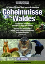 Geheimnisse des Waldes